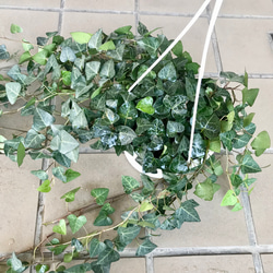 へデラ アイビー スイートハート サーク 5号  吊り鉢 3枚目の画像