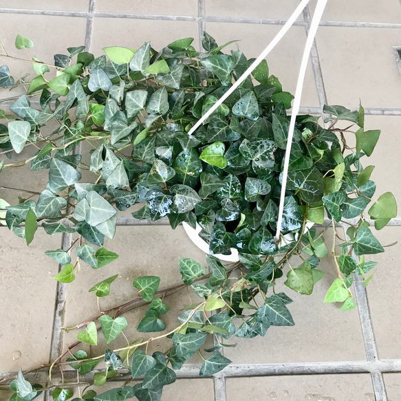へデラ アイビー スイートハート サーク 5号  吊り鉢 3枚目の画像