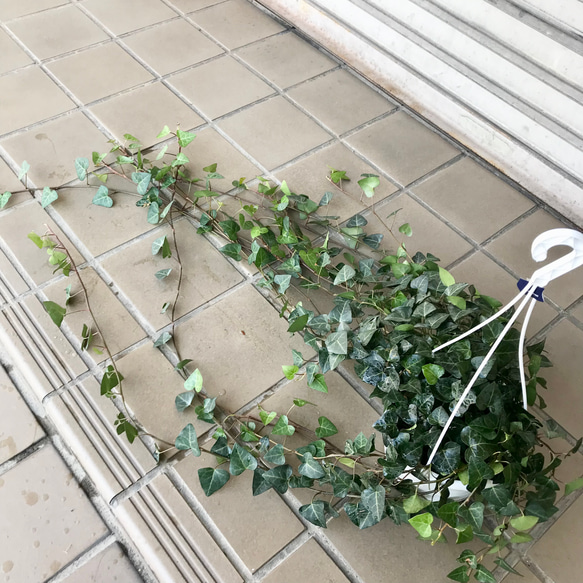 へデラ アイビー スイートハート サーク 5号  吊り鉢 1枚目の画像