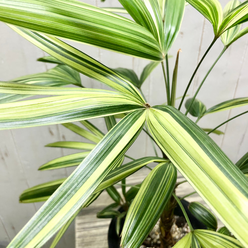 斑入り！ 観音竹 瑞晃錦 その他インテリア雑貨 PLANTS SHOP OLIVE 通販