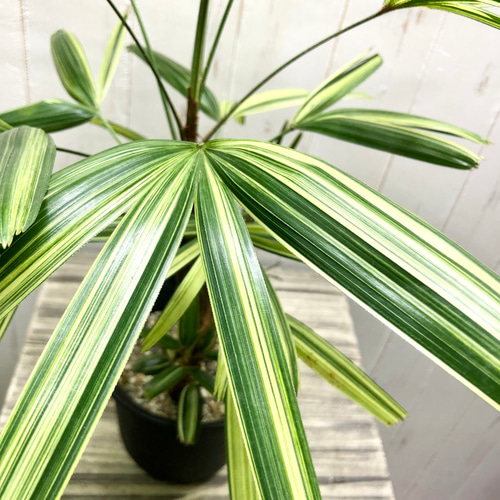 斑入り！ 観音竹 瑞晃錦 その他インテリア雑貨 PLANTS SHOP OLIVE 通販