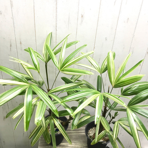 斑入り！ 観音竹 瑞晃錦 その他インテリア雑貨 PLANTS SHOP OLIVE 通販