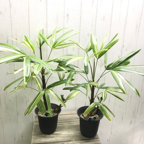 斑入り！ 観音竹 瑞晃錦 その他インテリア雑貨 PLANTS SHOP OLIVE 通販