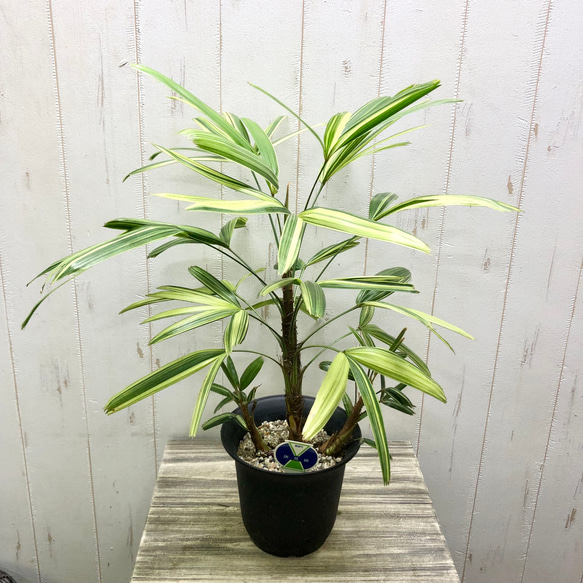 斑入り！ 観音竹 瑞晃錦 その他インテリア雑貨 PLANTS SHOP OLIVE 通販