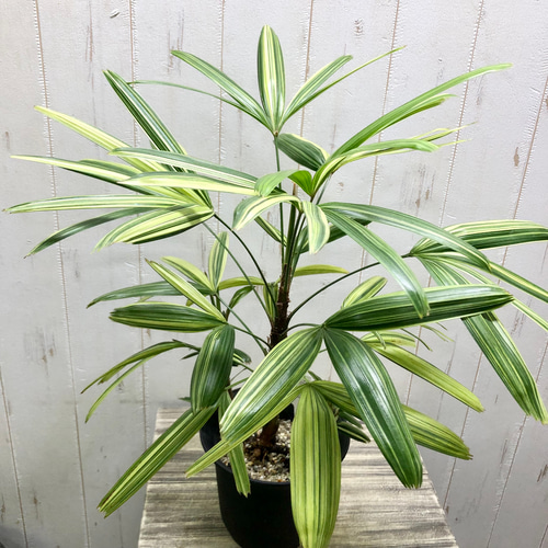 斑入り！ 観音竹 瑞晃錦 その他インテリア雑貨 PLANTS SHOP OLIVE 通販