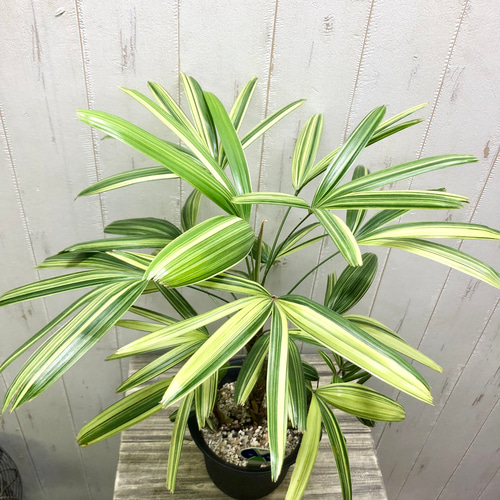 斑入り！ 観音竹 瑞晃錦 その他インテリア雑貨 PLANTS SHOP OLIVE 通販