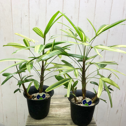 斑入り！ 観音竹 瑞晃錦 その他インテリア雑貨 PLANTS SHOP OLIVE 通販