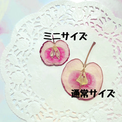 ミニりんご 果肉が赤い 姫りんご 押しフルーツ 10枚 秋 押し花素材  キャンドル レジン 4枚目の画像