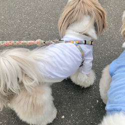 犬服 シンプルトップス ☆White☆ 白Tシャツ ペット服 わんこ服 シーズー トイプードル チワワ 6枚目の画像