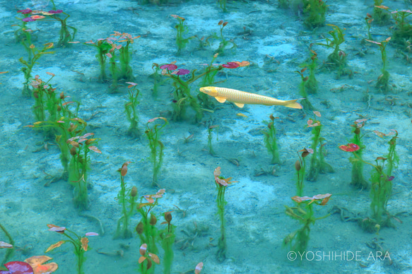 ＜ご注文分＞鯉泳ぐモネの池（A4 写真のみ） 1枚目の画像