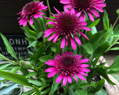 86de6487ae7dcd4cd41a14a19d50c8