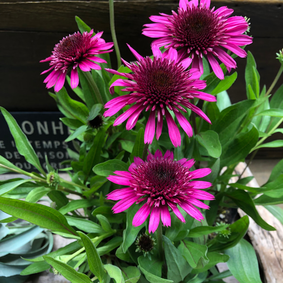 種子 同梱無料 エキナセア ブルーベリーチーズケーキ 楽天市場】エキナセア 'ブルーベリー チーズケーキ' : おぎはら