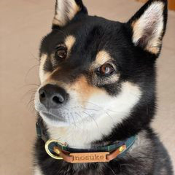 狗狗【旅行項圈系列】&lt;Ortega&gt;中型狗狗棉項圈可選丟失標籤狗項圈寬2cm 第11張的照片