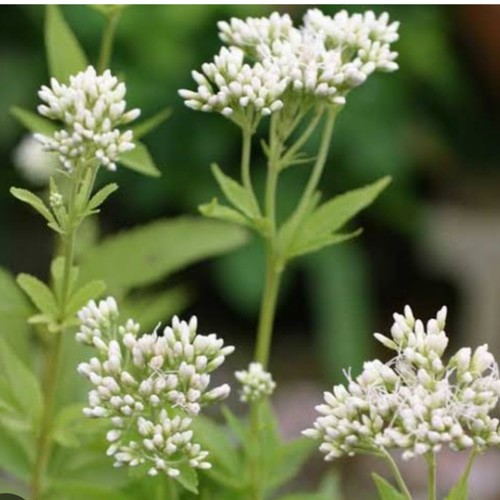 藤袴【白花フジバカマ】白のスッキリした姿は茶花としても趣あります