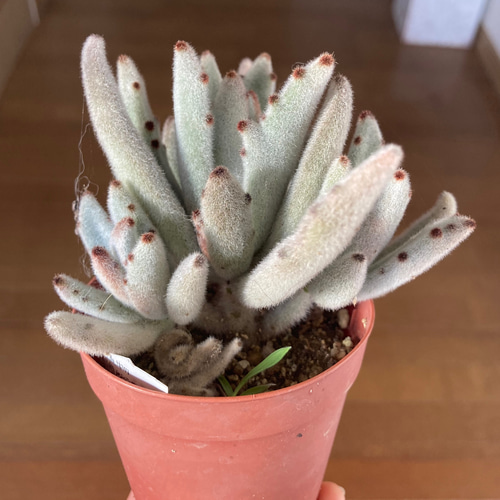 sold 多肉植物 パンダうさぎ 根付き苗 カランコエ 多肉植物 galleryk's