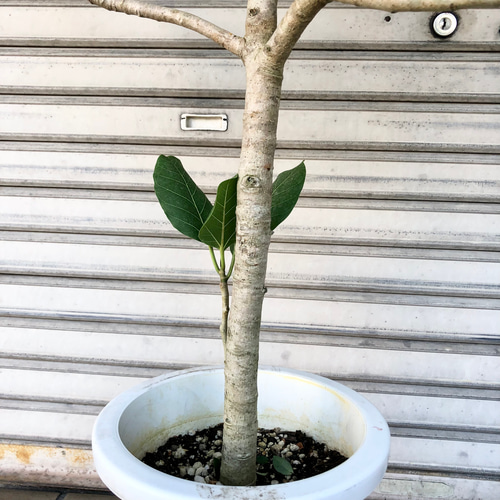 希少 樹形良好 フィカス リオ 8号 その他インテリア雑貨 PLANTS