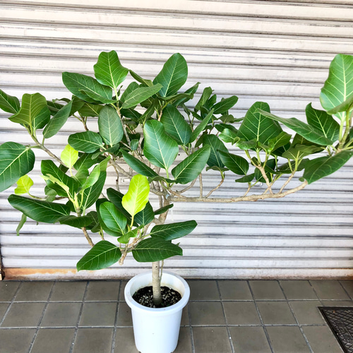 希少 樹形良好 フィカス リオ 8号 その他インテリア雑貨 PLANTS SHOP 
