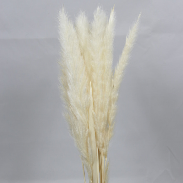 大地Nouen“尾鉛迷你白色1束”永生花Preza Herbarium Ochinouen小花乾花 第3張的照片