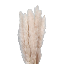 大地能園“尾鉛迷你粉紅米色 1 束”永生花 Preza 植物標本室奧奇諾園小花 第2張的照片