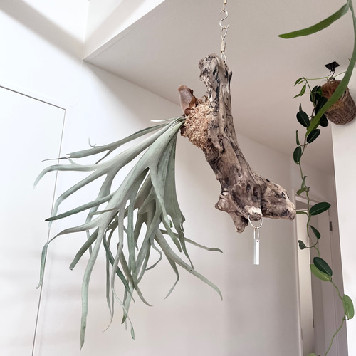 ビカクシダ コウモリラン ベイチー（ビーチー） 流木付け 観葉植物