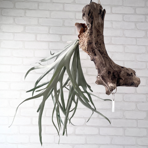 ビカクシダ コウモリラン ベイチー（ビーチー） 流木付け 観葉植物