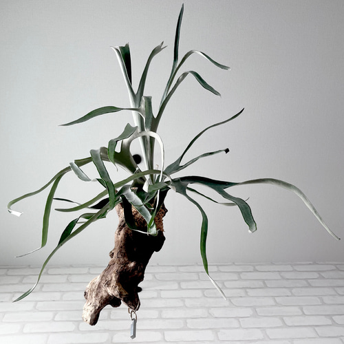 ビカクシダ コウモリラン ベイチー（ビーチー） 流木付け 観葉植物