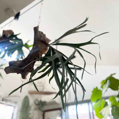 ビカクシダ コウモリラン ベイチー（ビーチー） 流木付け 観葉植物