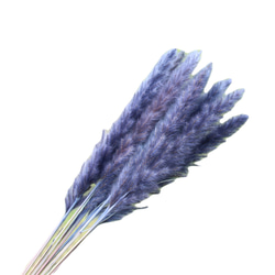 大地能園“尾鉛迷你鈷藍色 1 束”永生花 Preza 植物標本室奧奇諾園小花 第2張的照片