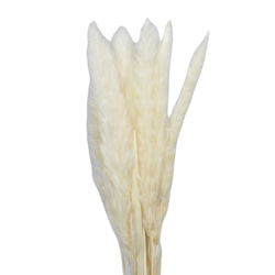 大地能園“尾鉛迷你白色半束”永生花Preza Herbarium Ochinouen小花乾花 第2張的照片