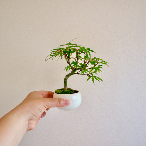 織姫｜もみじ｜盆栽｜紅葉 盆栽 bonsaikiki 通販 16267681｜Creema
