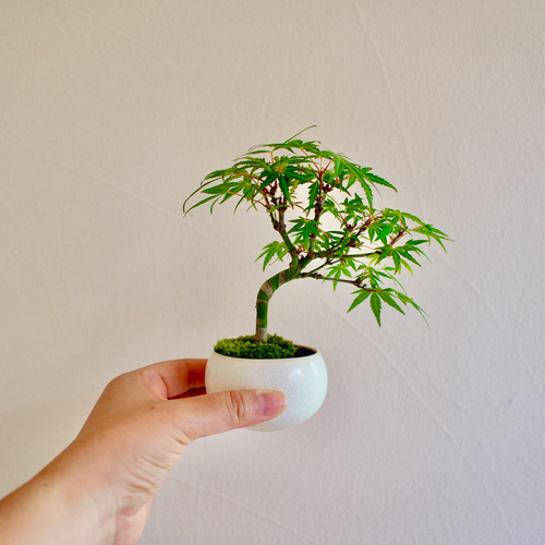 織姫｜もみじ｜盆栽｜紅葉 盆栽 bonsaikiki 通販 16267681｜Creema