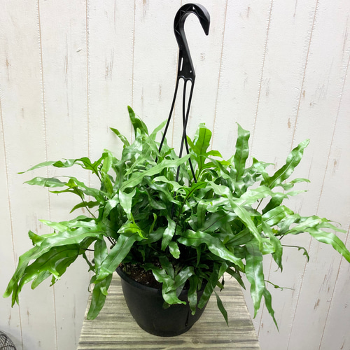 シダ ミクロソリウム・ディベルシフォリウム カンガルーファン 7号