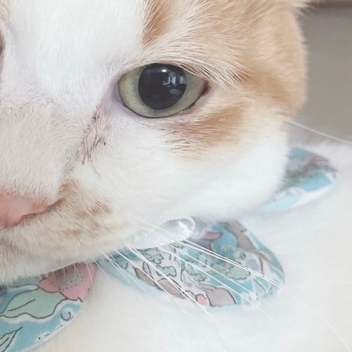 猫ちゃんザビエル首輪 昭和レトロポップ リード・首輪 kitten