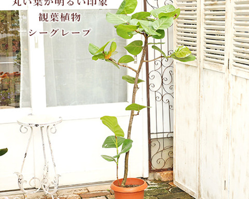 【現品】流通が少ない観葉植物　シーグレープ　8号　Ⅱ