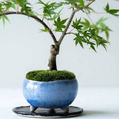 流泉モミジ｜淡藤のうつわ 盆栽 Sekibokka 通販 16268798｜Creema