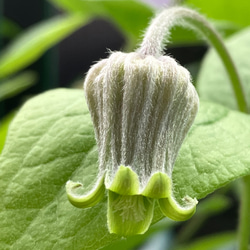 赤系壺型クレマチス10粒 多肉植物 植花夢 通販 12330122｜Creema(クリーマ)