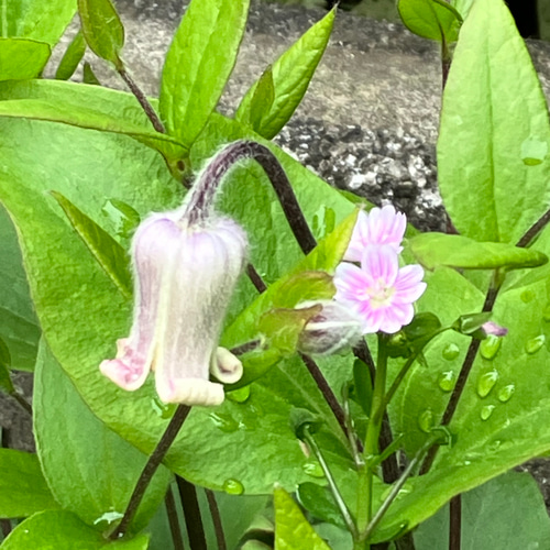原種系壺型クレマチス10粒 多肉植物 植花夢 通販 16268976 原種系壺型クレマチス10粒 多肉植物 植花夢 通販 16268976