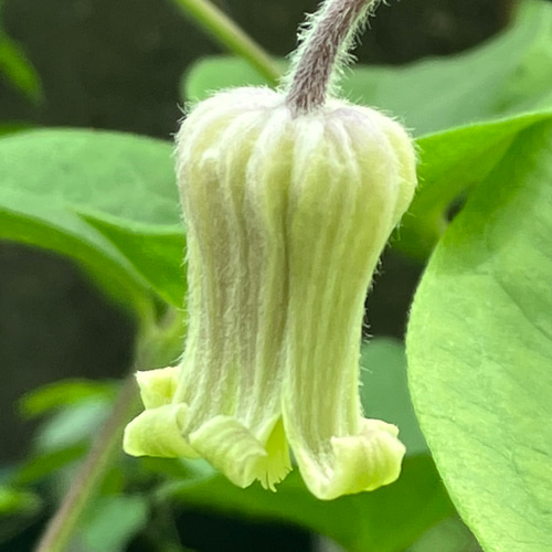原種系壺型クレマチス10粒 多肉植物 植花夢 通販 16268976 原種系壺型クレマチス10粒 多肉植物 植花夢 通販 16268976