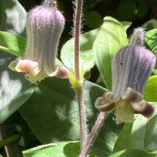 原種系壺型クレマチス10粒 多肉植物 植花夢 通販 16268976 原種系壺型クレマチス10粒 多肉植物 植花夢 通販 16268976