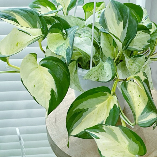 美株‼︎人気品種ポトス「ステータス」5号吊り鉢 多肉植物 日々と植物