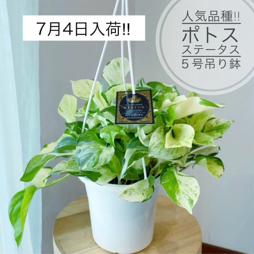 美株‼︎人気品種ポトス「ステータス」5号吊り鉢 多肉植物 日々と植物