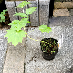 山野草【キレンゲショウマ】茶花 黄蓮花升麻 タレ下がって咲く姿が美しい 25cm位に成長しています 4枚目の画像