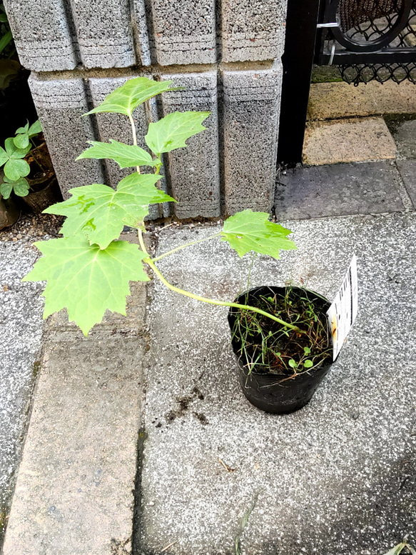 山野草【キレンゲショウマ】茶花 黄蓮花升麻 タレ下がって咲く姿が美しい 25cm位に成長しています 4枚目の画像