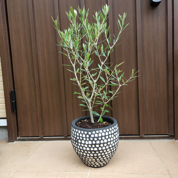オリーブ エルグレコ ホワイトテラコッタ鉢植え 苗 ウェルカムツリー