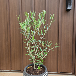 オリーブの木　エルグレコ　ドット柄テラコッタ鉢植え　シンボルツリーに♪ 3枚目の画像