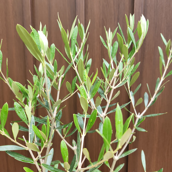 オリーブの木　エルグレコ　ドット柄テラコッタ鉢植え　シンボルツリーに♪ 2枚目の画像