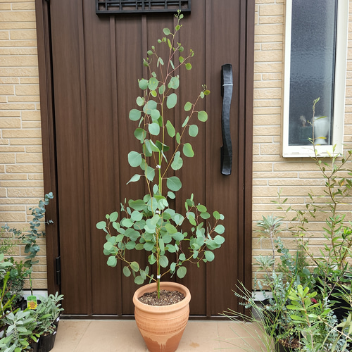 ユーカリ ポポラス ポリアンセモス テラコッタ鉢植え 苗 苗木 大苗