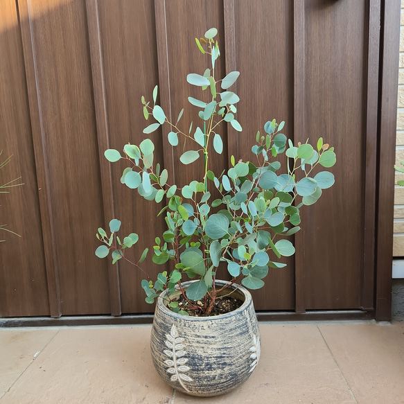 まん丸葉が可愛い♡ユーカリポポラス 和モダン鉢植え 苗 シンボル