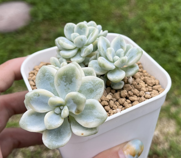 SOLD ピンクラウル錦 厳選韓国苗 名前付き 多肉植物 〜Green〜多肉畑 