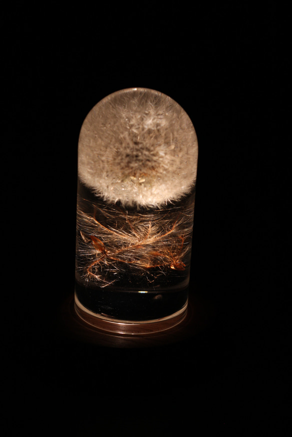 【固まるハーバリウム】たんぽぽとプルモサスの綿毛のレジンフラワー　サンキャッチャー　デスクライト 6枚目の画像
